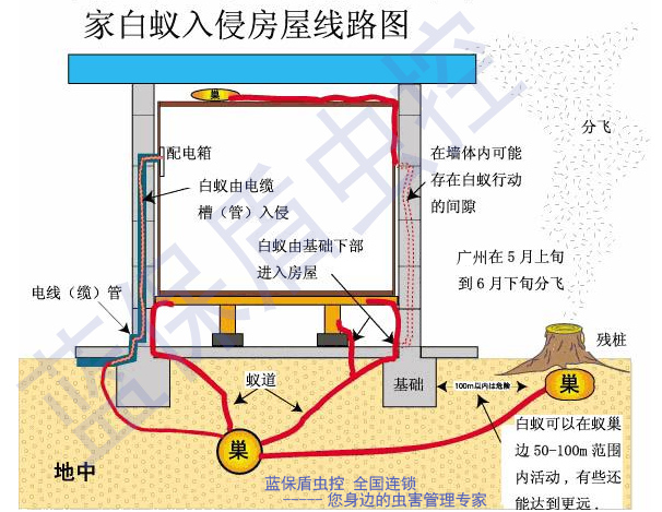 装修白蚁防治方案